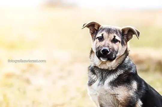 Luna szczeniak owczarka niemieckiego.