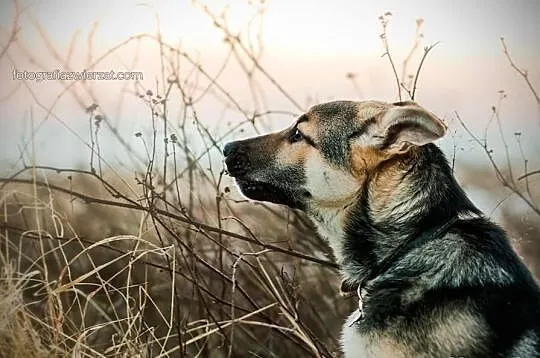 Luna szczeniak owczarka niemieckiego.