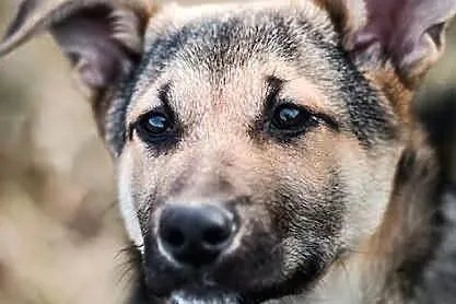 Luna szczeniak owczarka niemieckiego.