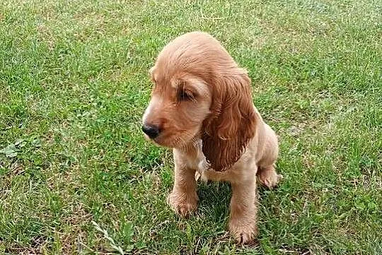 Suczka Cocker Spaniel