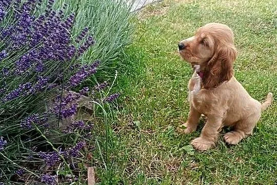 Suczka Cocker Spaniel, Podkarpackie, Przeworsk