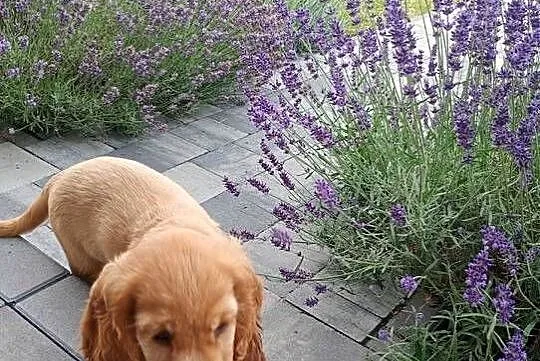 Suczka Cocker Spaniel, Podkarpackie, Przeworsk