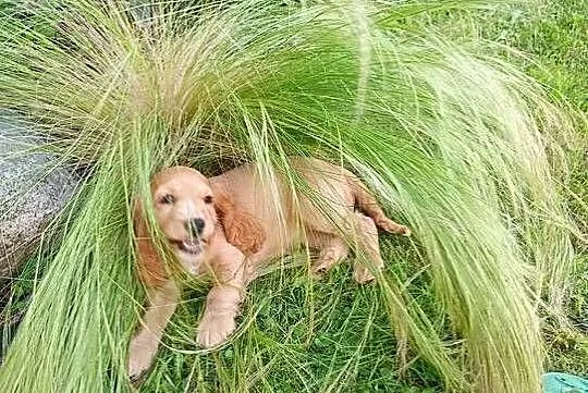 Suczka Cocker Spaniel, Podkarpackie, Przeworsk
