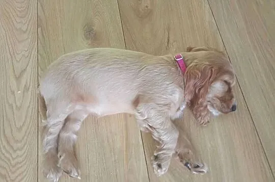 Suczka Cocker Spaniel, Podkarpackie, Przeworsk