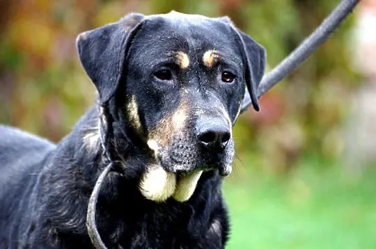 Przyjazny, bezkonfliktowy Niko, przepiękny, dostojny pies do adopcji