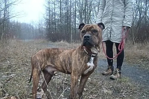 Guzio w typie rasy amstaff cierpi w schronisku ADO