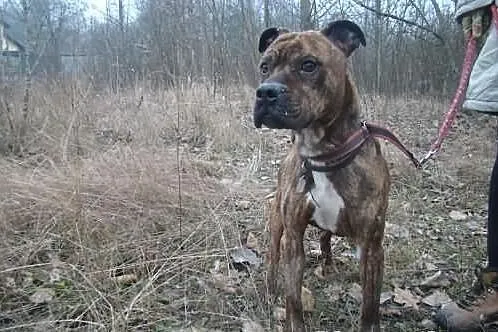 Guzio w typie rasy amstaff cierpi w schronisku ADO