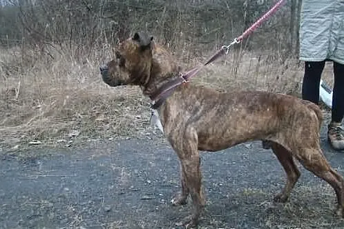Guzio w typie rasy amstaff cierpi w schronisku ADO