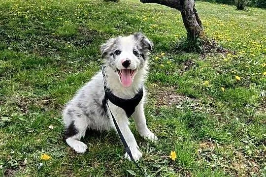 Border collie blue merle