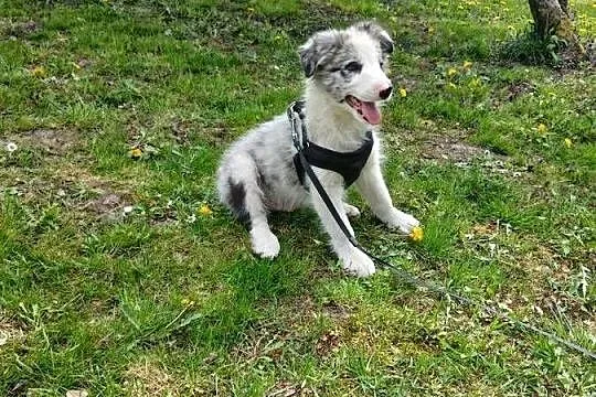 Border collie blue merle, Kujawsko-pomorskie, Toruń