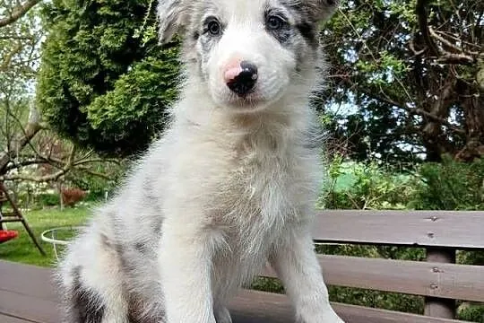 Border collie blue merle, Kujawsko-pomorskie, Toruń