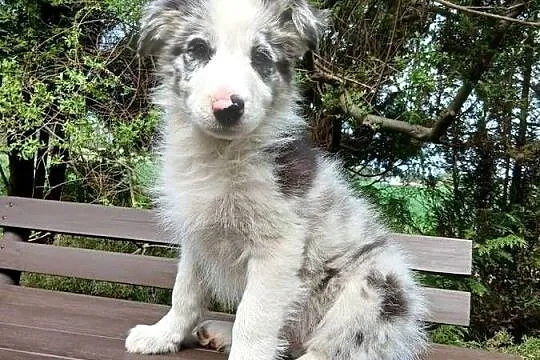 Border collie blue merle, Kujawsko-pomorskie, Toruń