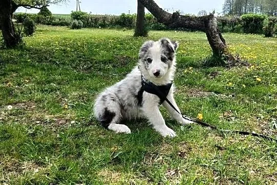 Border collie blue merle, Kujawsko-pomorskie, Toruń
