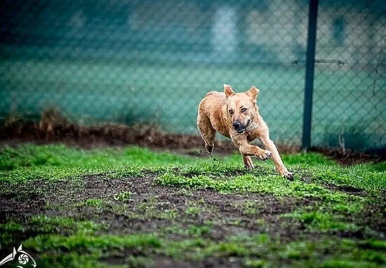 Biega, lata, wypatruje, swego domu poszukuje - Lorka, , Wrocław
