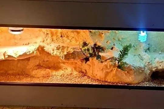 Okazja terrarium dla agamy brodatej gekona lamparciego