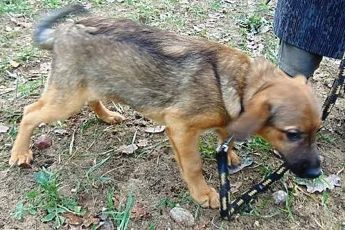 Maciuś  kochany psiak, który czeka na Ciebie     ,