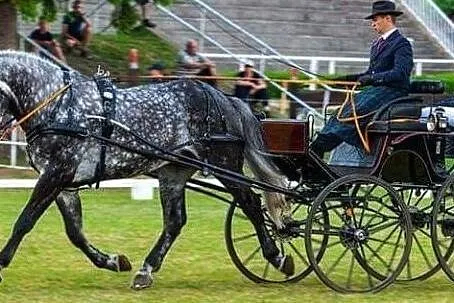 OGIER PO ALAMOS/COLORADO/COR DE LA BRYERE, , 