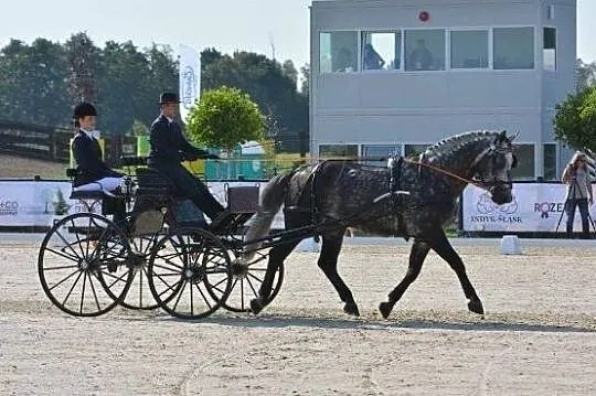 OGIER PO ALAMOS/COLORADO/COR DE LA BRYERE, , 