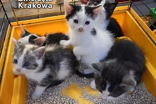 Mrucząca kocia banda,  małopolskie Kraków