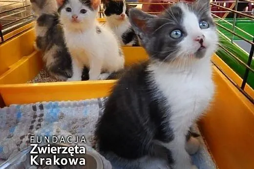 Mrucząca kocia banda,  małopolskie Kraków