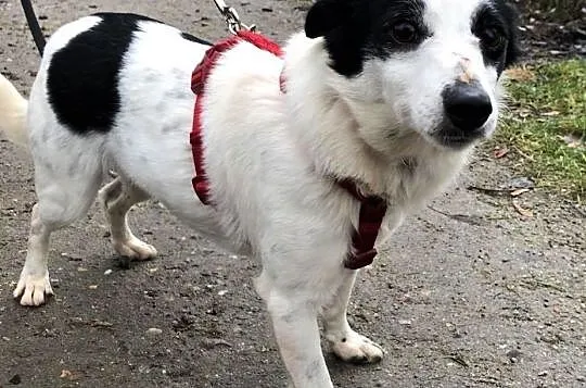 BÓJKA - 7,5 kg filigranowa sunia szuka kochającego domu!, Mazowieckie, Warszawa