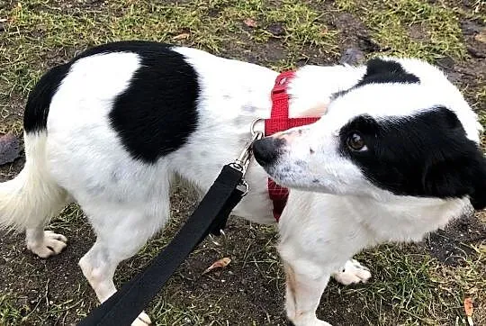 BÓJKA - 7,5 kg filigranowa sunia szuka kochającego domu!, Mazowieckie, Warszawa
