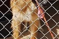 Rudy to 8 letni oraz miły rodzinny psiak do adopcj