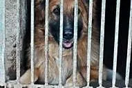 Rudy to 8 letni oraz miły rodzinny psiak do adopcj