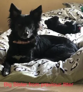 Kochane szczenięta collie w wieku 11 tygodni... napisz do mnie na WhatsApp: +44 7453 907158, , Zachorzów-Kolonia