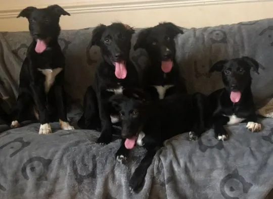 Kochane szczenięta collie w wieku 11 tygodni... napisz do mnie na WhatsApp: +44 7453 907158, , Zachorzów-Kolonia