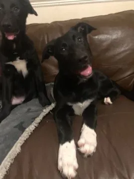 Kochane szczenięta collie w wieku 11 tygodni... napisz do mnie na WhatsApp: +44 7453 907158, , Zachorzów-Kolonia