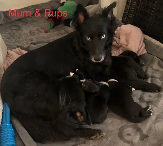 Kochane szczenięta collie w wieku 11 tygodni... napisz do mnie na WhatsApp: +44 7453 907158, , Zachorzów-Kolonia