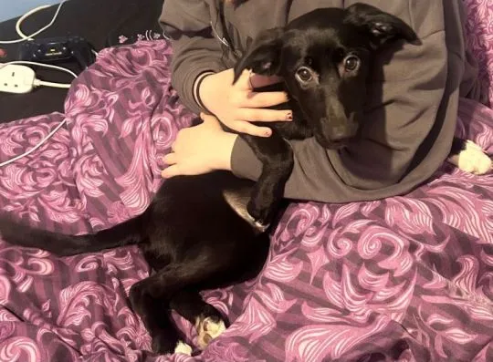 Kochane szczenięta collie w wieku 11 tygodni... napisz do mnie na WhatsApp: +44 7453 907158