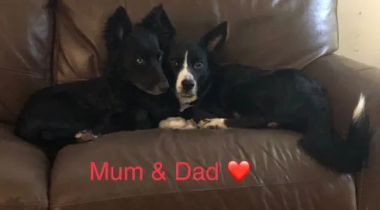 Kochane szczenięta collie w wieku 11 tygodni... napisz do mnie na WhatsApp: +44 7453 907158, , Zachorzów-Kolonia
