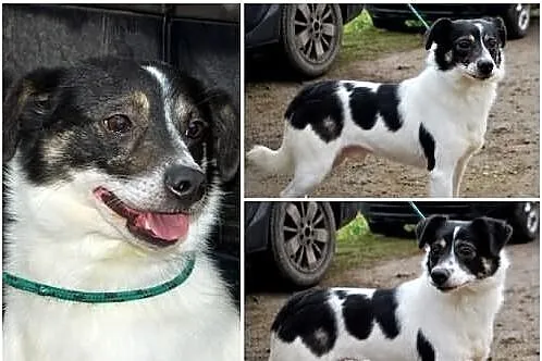 Maleńki Dumi w schronisku czeka na kochający dom