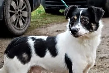 Maleńki Dumi w schronisku czeka na kochający dom