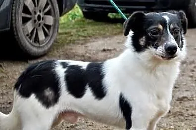 Maleńki Dumi w schronisku czeka na kochający dom