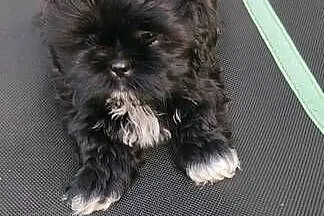 Shih tzu czarna suczka
