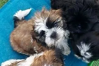 Shih tzu czarna suczka, Wielkopolskie, Gruszczyn