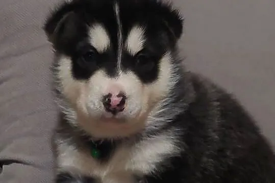 Alaskan Malamute pies,szczeniak
