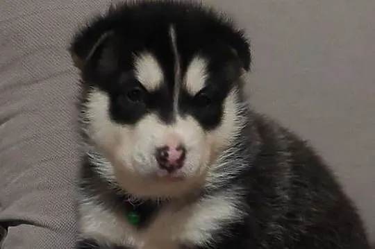 Alaskan Malamute pies,szczeniak, Podkarpackie, Przemyśl