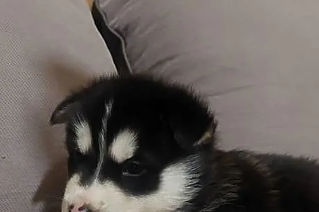 Alaskan Malamute pies,szczeniak, Podkarpackie, Przemyśl