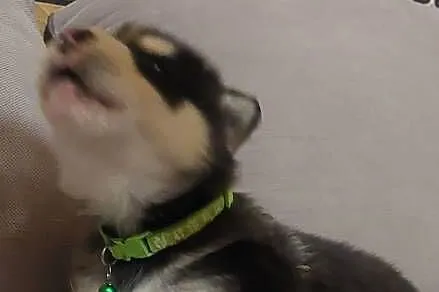 Alaskan Malamute pies,szczeniak, Podkarpackie, Przemyśl