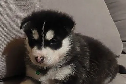 Alaskan Malamute pies,szczeniak, Podkarpackie, Przemyśl