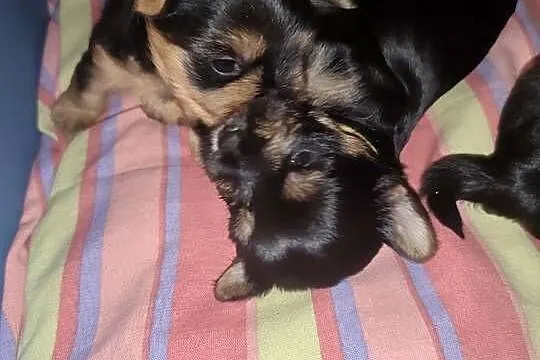 York terrier
