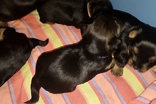 York terrier, Lubelskie, Chełm