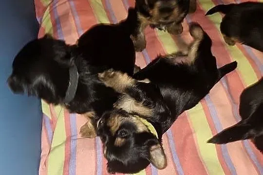 York terrier, Lubelskie, Chełm