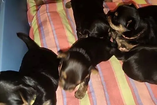 York terrier, Lubelskie, Chełm