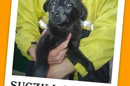 3 mies. szczeniak,suczka średnia docelowo,szczepiona.ADOPCJA,  śląskie Katowice