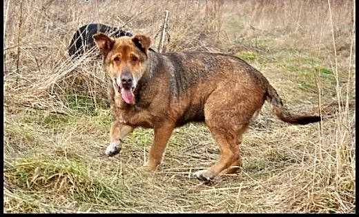 Twojemu życiu brakuje smaku? Adoptuj Czekoladę!:),